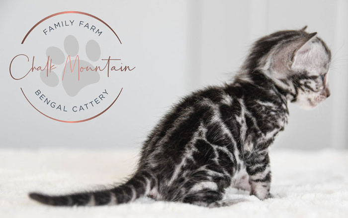 Bengal Kitten For Sale